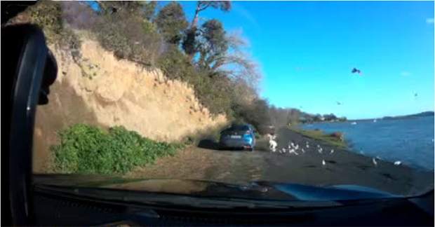 Dublin motorist caught on camera ploughing through a flock of birds and driving over a swan